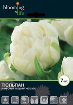 Тюльпан махровый поздний Айс Эйдж