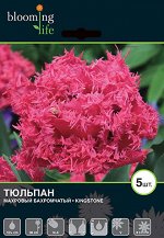 Тюльпан махровый бахромчатый Кингстон