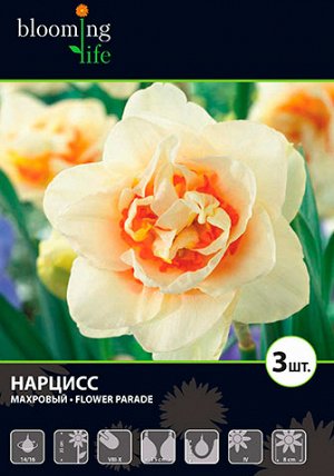 Нарцисс махровый Флауэр Парад