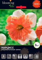 Нарцисс орхидный Шрайк