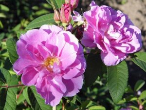 Тереза Багнет (Therese Bugnet) Канадская роза
