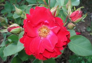 Шамплейн (Champlain)Канадская роза