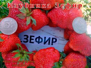 Зефир раннего срока созревания, Кусты высокие не сильно облиствены. Цветоносы невысокие и все ягоды прячутся под листьями. Ягоды очень вкусные, широко округлые, ребристые, блестящие, ярко красного, пу