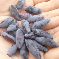 Сильгинка (ранний сорт, плоды 1,4г, темно-синие, сладкие)