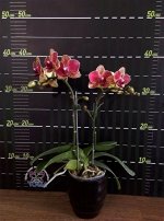 Dtps.Fang Mei Sweet &#039;MXS054&#039;