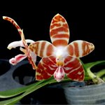 S4 sn 8120 P.amboinensis v.common(MC)