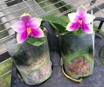 P.Samera × P.Nobby&#039;s Green Eagle × bellina