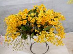 Den.lindleyi