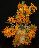 Den.Stardust&#039;Fire Bird&#039;