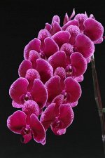Dtps.Miki Galaxy&#039;69&#039;