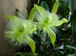 B. digbyana × sib