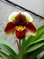 Paph. Red MeatLoaf