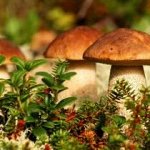 Шикарный в этом году Белый гриб сушеный из Алтая 2022г