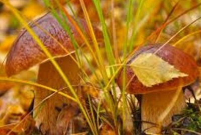 Белый гриб из Алтая Свежий Сбор 2022г Снижение цен — Сушеные грибы