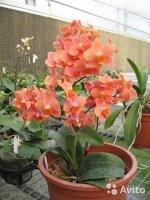 Ascps. Irene Dobkin &#039;Elmhurst&#039; HCC/AOS 