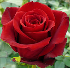 Фреедом Красивый, темно-красный, гофрированный, классической формы, средне-махровый цветок. Лист темный. Высота куста 90-100 см. Один из лучших срезочных сортов.Устойчив к болезням.