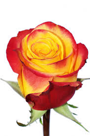Хай Меджик Желто-оранжевая, с краями деликатно-розового цвета роза. Цветки из 40 лепестков. Без запаха. Устойчив к болезням. Зимостоек.