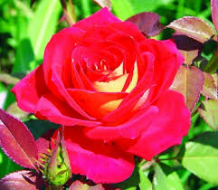 Шанти Бело-темно-красный цветок, (внутренние лепестки темно-красные, снаружи белые), высота бокала 5-6 см. Цветок махровый (35-40лепестков).Лист темный. Устойчивость к заболеваниям средняя.