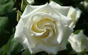 Бианка Шикарная бокаловидная белоснежно-белая роза, с нежным ароматом. Густомахровая. Высота куста 80-90 см, лист тёмный. Куст среднерослый. Устойчив к суровому климату.