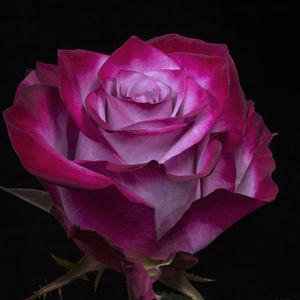 Блюбер Темно-розово-сиреневый цветок. Внутренняя сторона лепестков беловатая. Высота бокала 5-6 см. Высота куста 70-80 см. Лист темный. Устойчивость к болезням. Зимостоек.