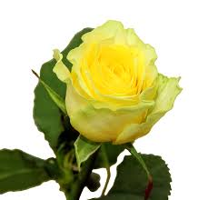 Илиос Роза цвета жёлтого лимона.Цветы раскрываются в плоскую разетку, густомахровые (26-40 лепестков) 8-10 см в диаметре. Стебель почти не колючий. Лист глянцевый, зелёный. Аромат едва уловим. Слабо п