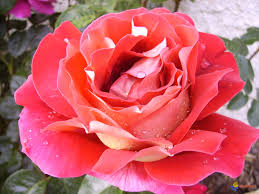 Кроненбург Внутренние лепестки этой розы бархатные, ярко-розового цвета, а наружные – светло-желтые. Что создает очень яркий контраст. Цветки крупные, красивой классической формы. Высота кустов 80-110