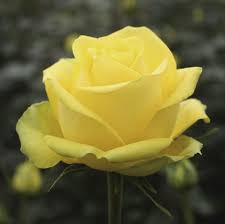Латина Нежно-лимонно-желтая роза, бокаловидная (5-6 см), махровая (35-40 лепестков). Высота куста 60-80 см. Лист темный. Устойчивость к болезням средняя.