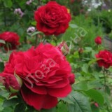 Ред Хоум Цветок насыщенного вишнёвого цвета с бархатистыми лепестками. Ароматный.Куст высокий 110-120 см. Лист глянцевый. Зимостойкость высокая