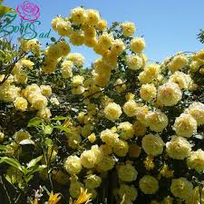 Казино Цветет махровыми светло-желтыми цветками из 17-25 лепестков, цветение может повториться в течение сезона. В высоту куст часто превышает 3,5 м. Устойчив к болезням