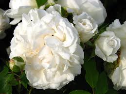 Космос Сказочная роза с крупными, густомахровыми, сливочно-белыми с кремовым центром цветами.Диаметр цветков 8-9 см, которые появляются в соцветиях по 2-3 шт. Сорт обладает приятным ароматом. Обильное