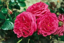 Лагуна Цветок приятного розового цвета, в соцветиях по 3-5 бутонов, махровый. Куст до 120 см. Обладает приятным ароматом. Морозоустойчив. Вынослив.
