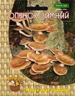 Опенок зимний (12 шт.)