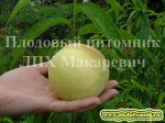 Осенний крупный 2 летка