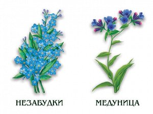 «Цветы» (лесные, луговые, садовые)