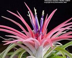 Tillandsia Abdita