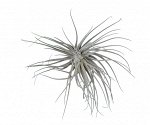 Tillandsia Magnusiana