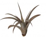 Tillandsia Capitata Red