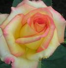 Конфетти Эта роза имеет характерный махровый чашевидный бутон цветка желто-оранжевого окраса с переходом в розовый по краям. Оригинальная окраска в сочетании с сильным ароматом чайных роз делает этот 