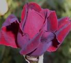 Норита Бутоны черные. Цветки темно-красные, бархатные, густомахровые (77 лепестков), крупные (10-11см), с высоким центром. Листья крупные, темно-зеленые, кожистые. Кусты средние, раскидистые.
