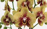 Орхидеи по 2 цветоноса