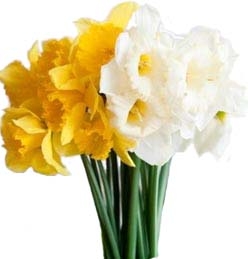 Нарцисс белый и желтый, упак (12шт)