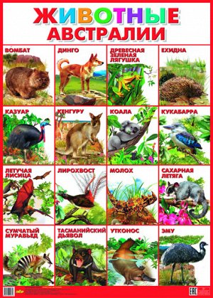 Плакат. Животные Австралии