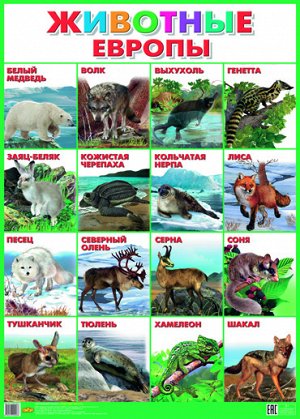 Плакат. Животные Европы