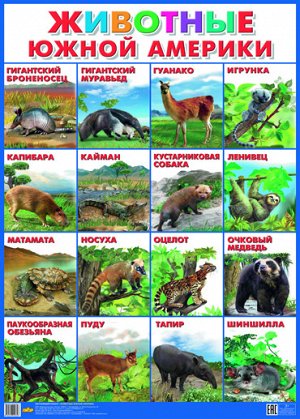 Плакат. Животные Южной Америки