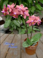 Phal. Tzu Chiang Glint