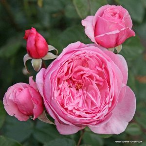 Кисс Фарфорово-розовый, красивой формы, махровый (38-45 лепестков), бокаловидный цветок. Куст средней величины (60-80см.). Прекрасный срезочный сорт. Устойчивость к болезням средняя.