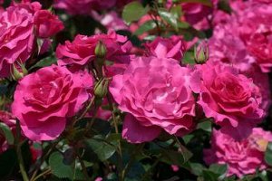 Ману Мейян Купные цветки по 10-11 см собраны в кисти по 3-5 шт, аромат у цветов майской розы, лёгкий и приятный. Высота куста: 40-50 см. Роза порадует Вас не только обильным, но и продолжительным цвет