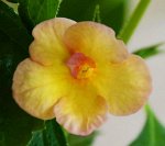 Yellow Fever