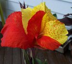Canna Green leaf