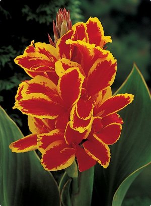 Canna dwergsoorten